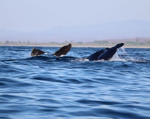 whale oaxaca