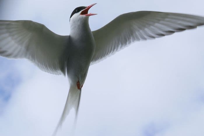 Antarctic Tern