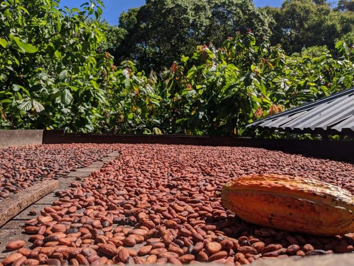 Cacao Caoba Santa Marta