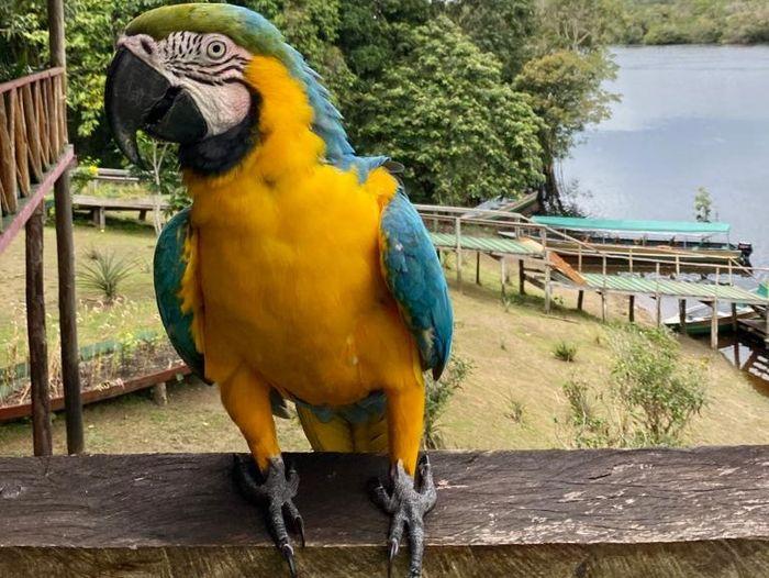blu parrot amazonas