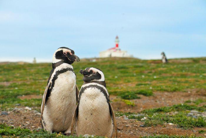pinguins autralis