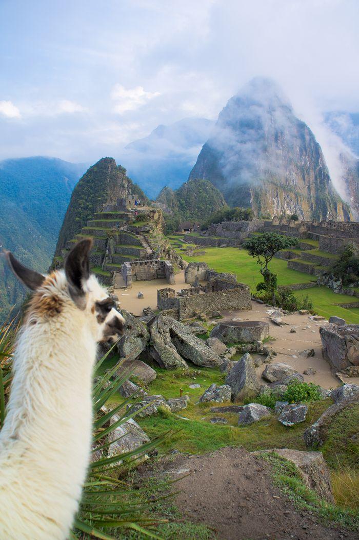 Machu Picchu Lama view