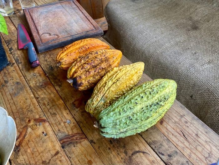 Finca La Selvita