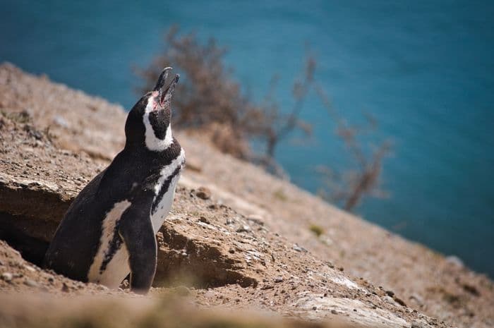 Empereur penguin in Valdés