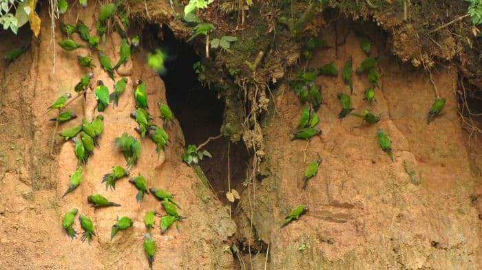 Tambopata reserve