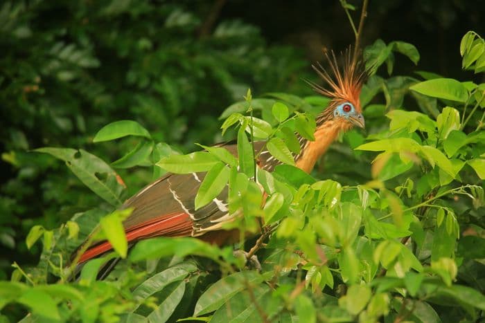 Tambopata, Peru