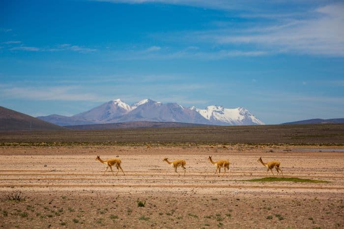 altiplano peru vigognas