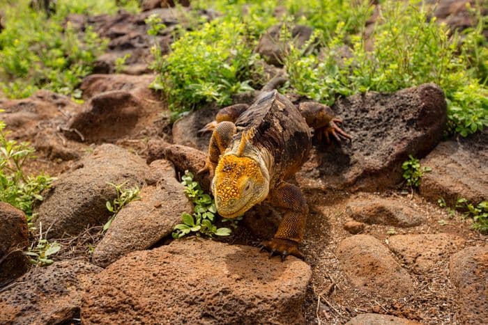 Galapagos Land Iguana