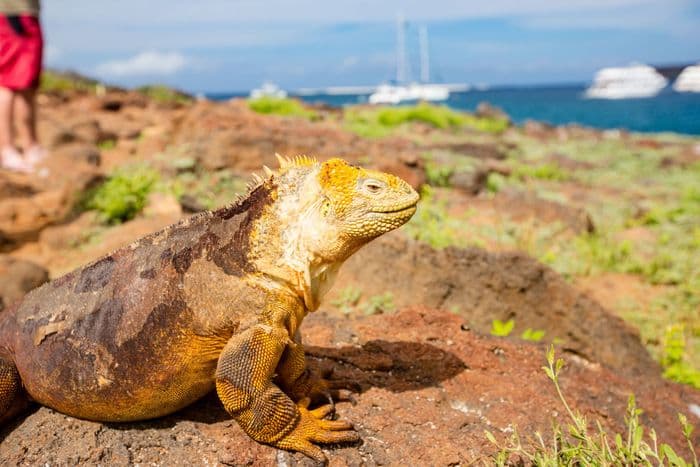 Galapagos Land Iguana