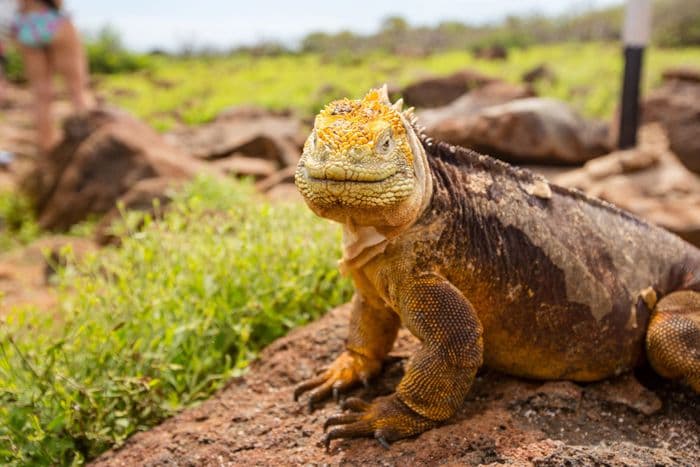 Galapagos Land Iguana