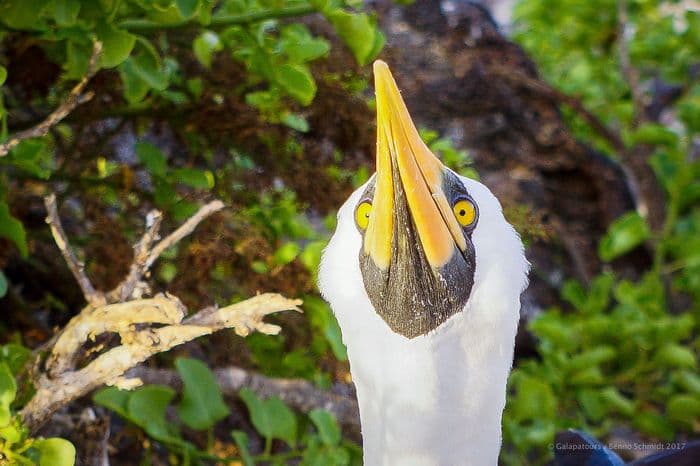 Nazca Booby