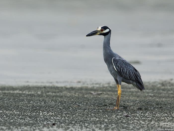 Yellow-crowned Night Heron