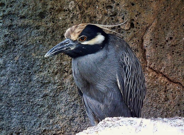 Yellow-crowned Night Heron