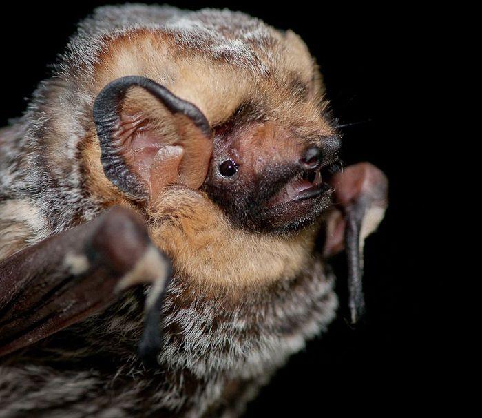 Galapagos Hoary Bat