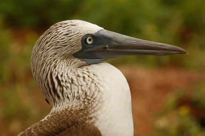 Aqua Galapagos Cruise