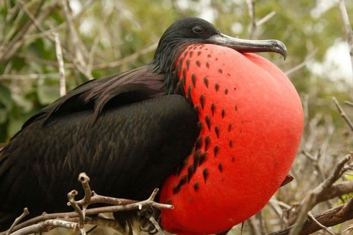 Aqua Galapagos Cruise