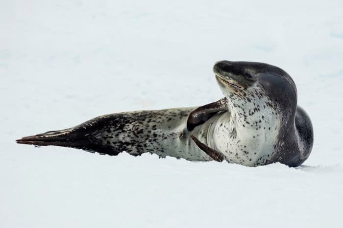 leopard seal