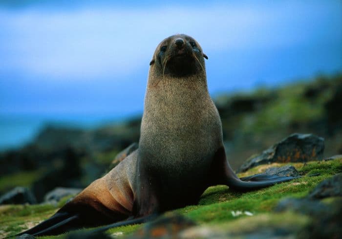 Antarctic Fur Seal