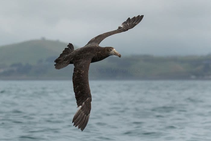 Giant Petrel