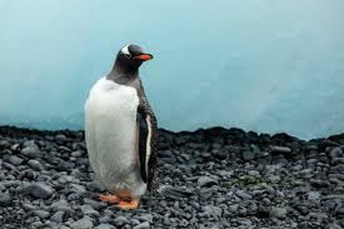 Gentoo Penguin