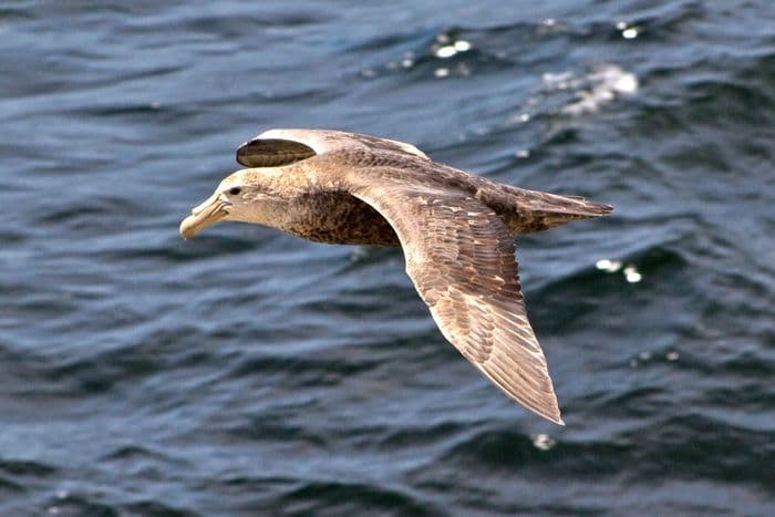 Giant Petrel