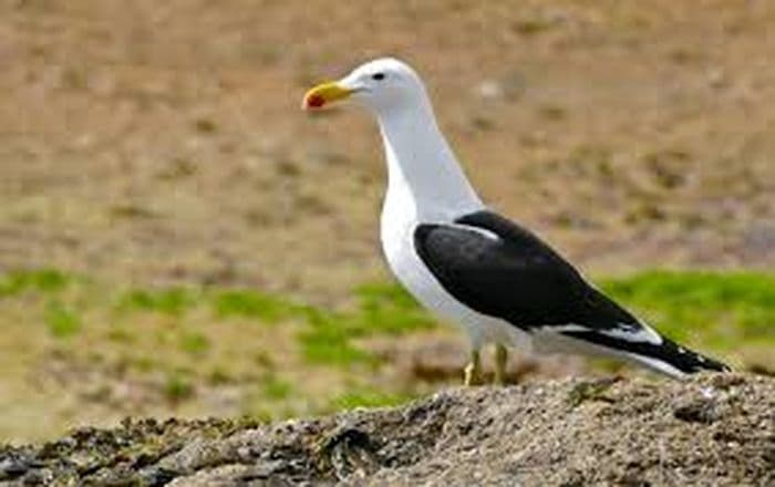 Kelp Gull