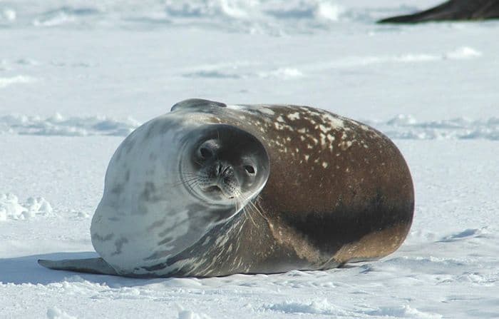 Weddell Seal