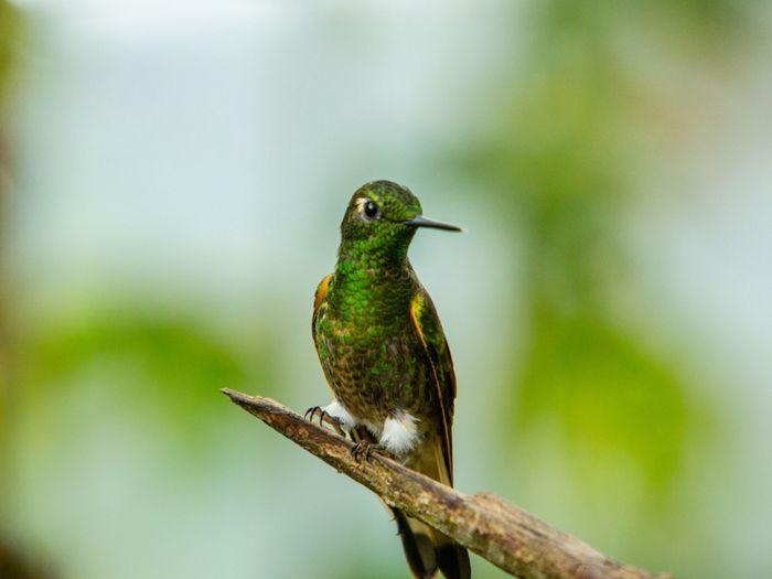 bellavista colibri djungle ecuador tandayapa vivideo 705 - Exploring the Cloud Forest in Tandayapa, Ecuador