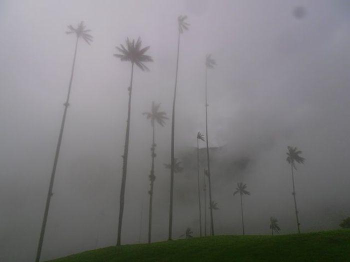 "palmiers dans la brume"... le