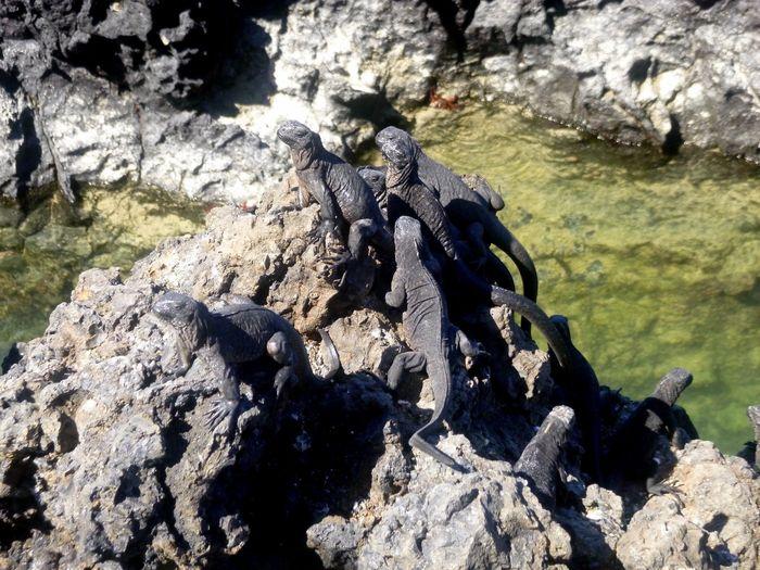 Des iguanes noirs endémiques d