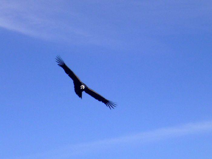 Le condor vole juste devant no