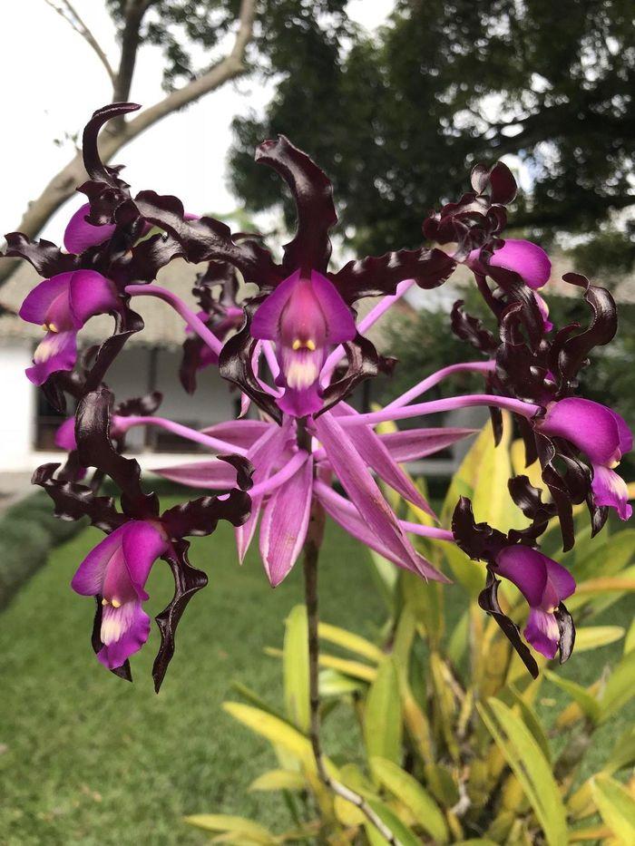 Une variété d’orchidée qui déc