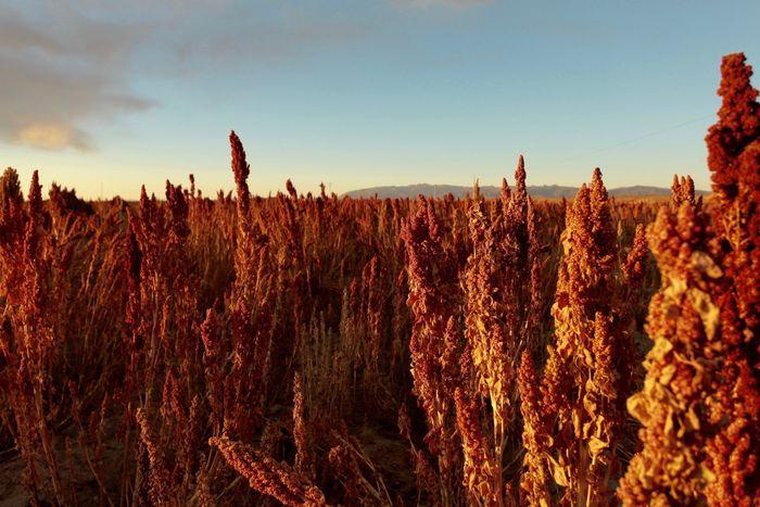 Les champs de quinoa