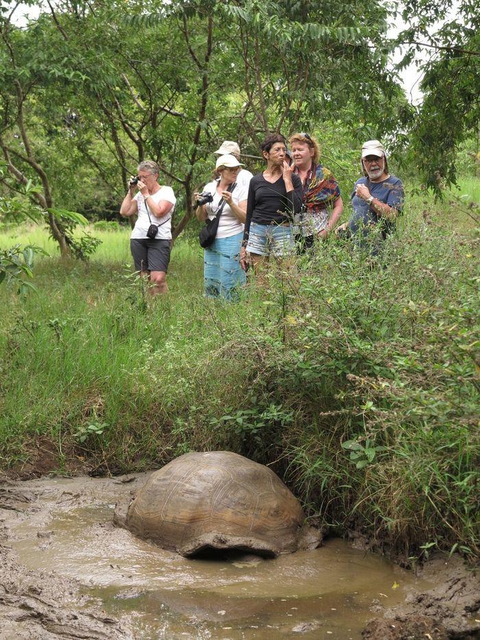 Une tortue géante des Galapago