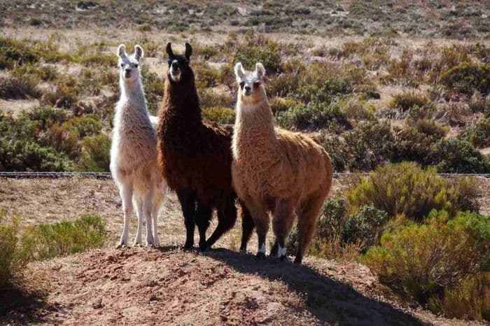 Abschied von Bolivia