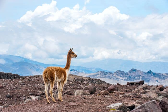 Lama Bolivia