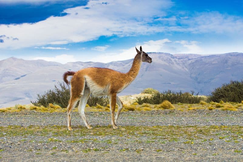 llama